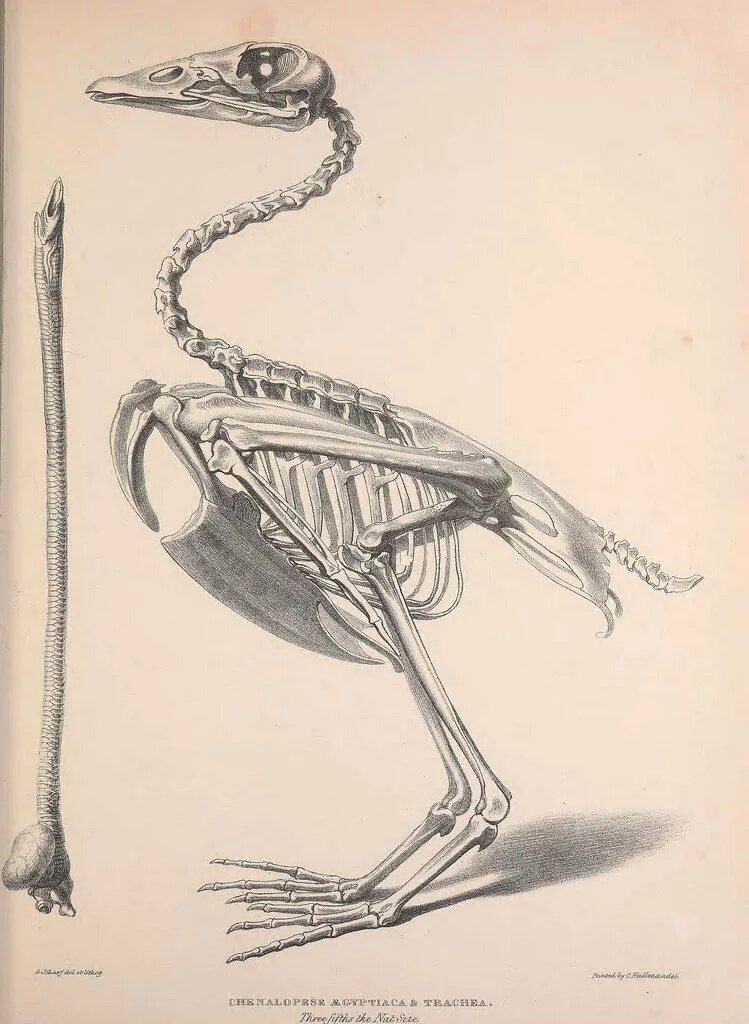 Скелет птицы анатомия. Селетптиц. Анатомические Наброски птиц. Скелет сойки.