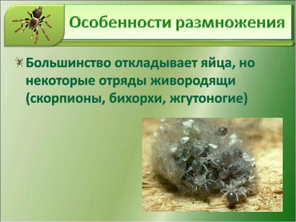 Класс насекомые общая характеристика. Класс ракообразные паукообразные насекомые. Класс паукообразные отряды. Пищеварительная система паукообразных 7 класс. Цикл развития иксодовых клещей схема.