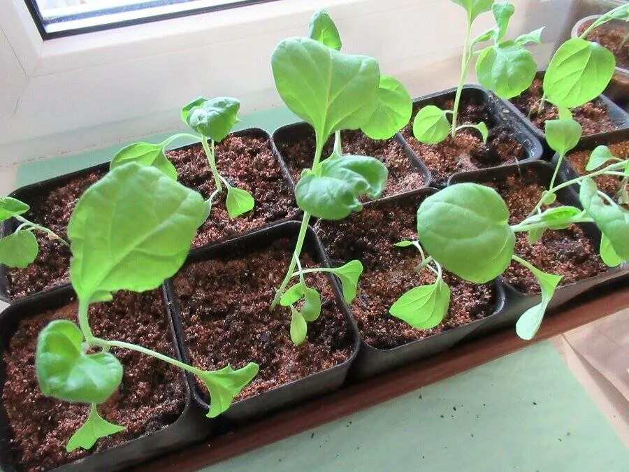 Подкормка для домашних цветов своими приготовлениями. Полив рассады. Рассада дома. Полив рассады баклажанов. Как поливать рассаду баклажан.