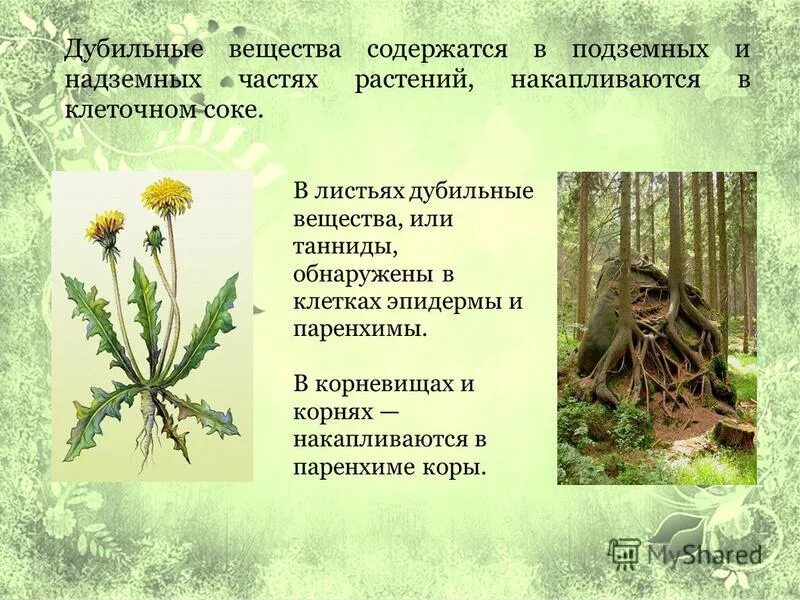 Дубильные вещества в лрс. Дубильные дикорастущие растения. Дубильными веществами называются природные соединения. Лекарственные растения и сырье, содержащие дубильные вещества. Дубильные вещества кровоостанавливающее.