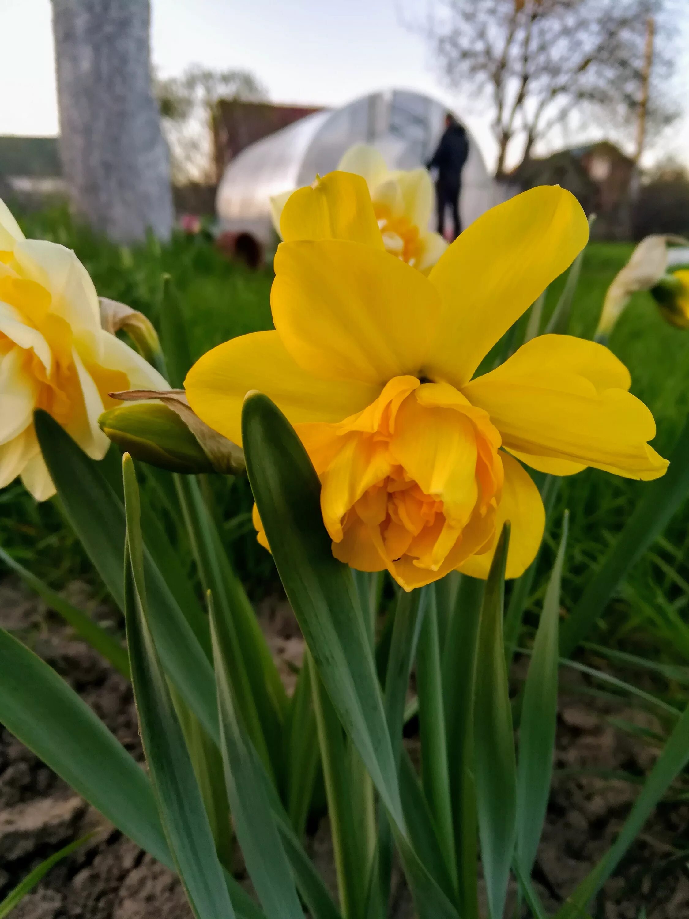 нарцисс saint keverne. крокусы тюльпаны нарциссы. нарцисс и ирис отличия. тюльпаны с ирисами и нарциссами. вьюнок нарцисс ирис.