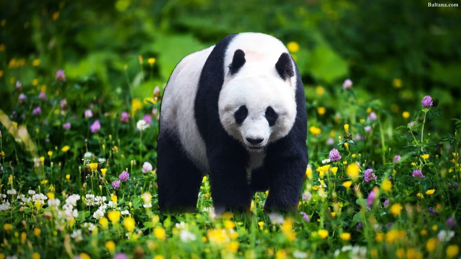 Pandas na