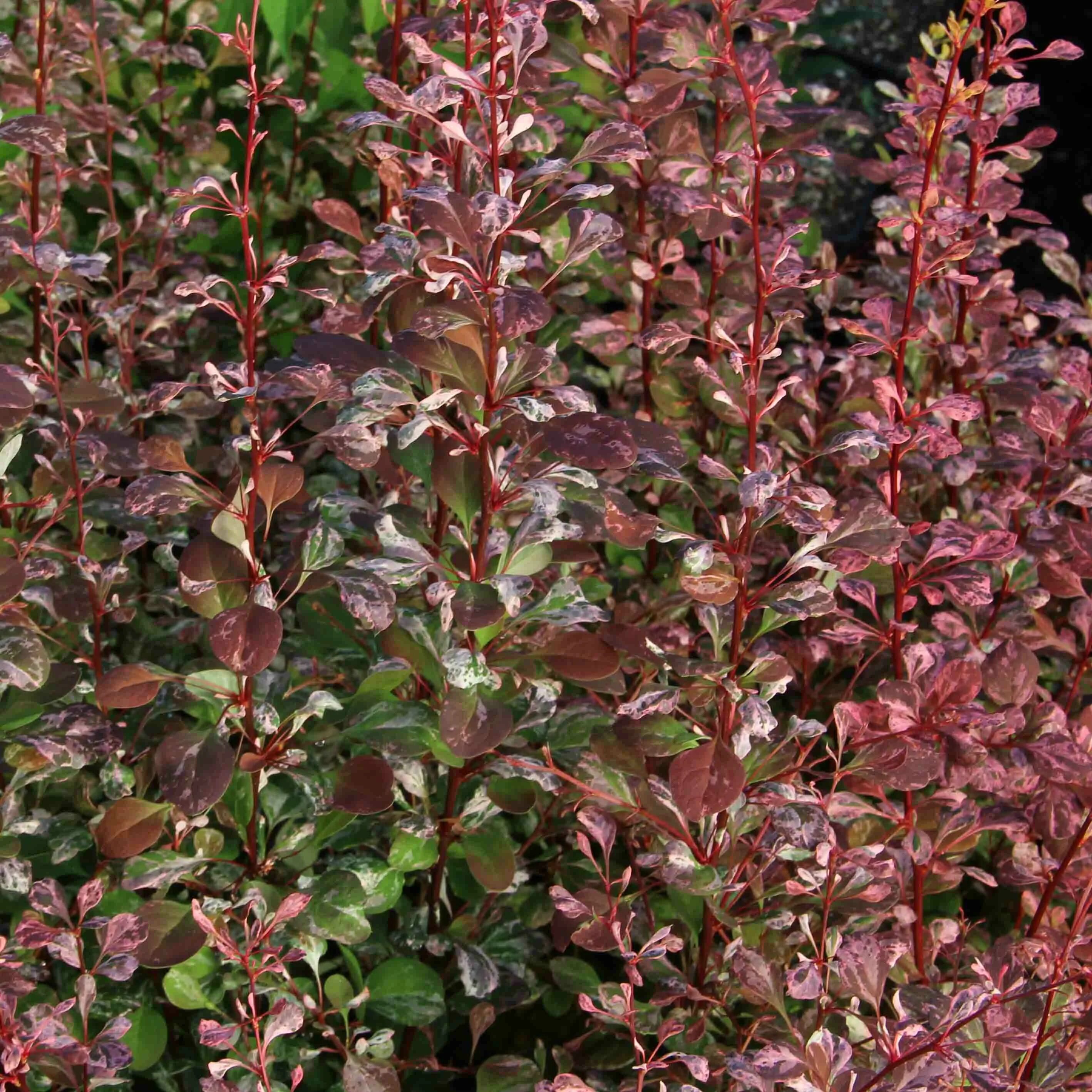 Барбарис тунберга ред квин. Барбарис тунберга пинк куин. Барбарис тунберга пинк куин, с2. Барбарис тунберга ред квин. Барбарис квин.