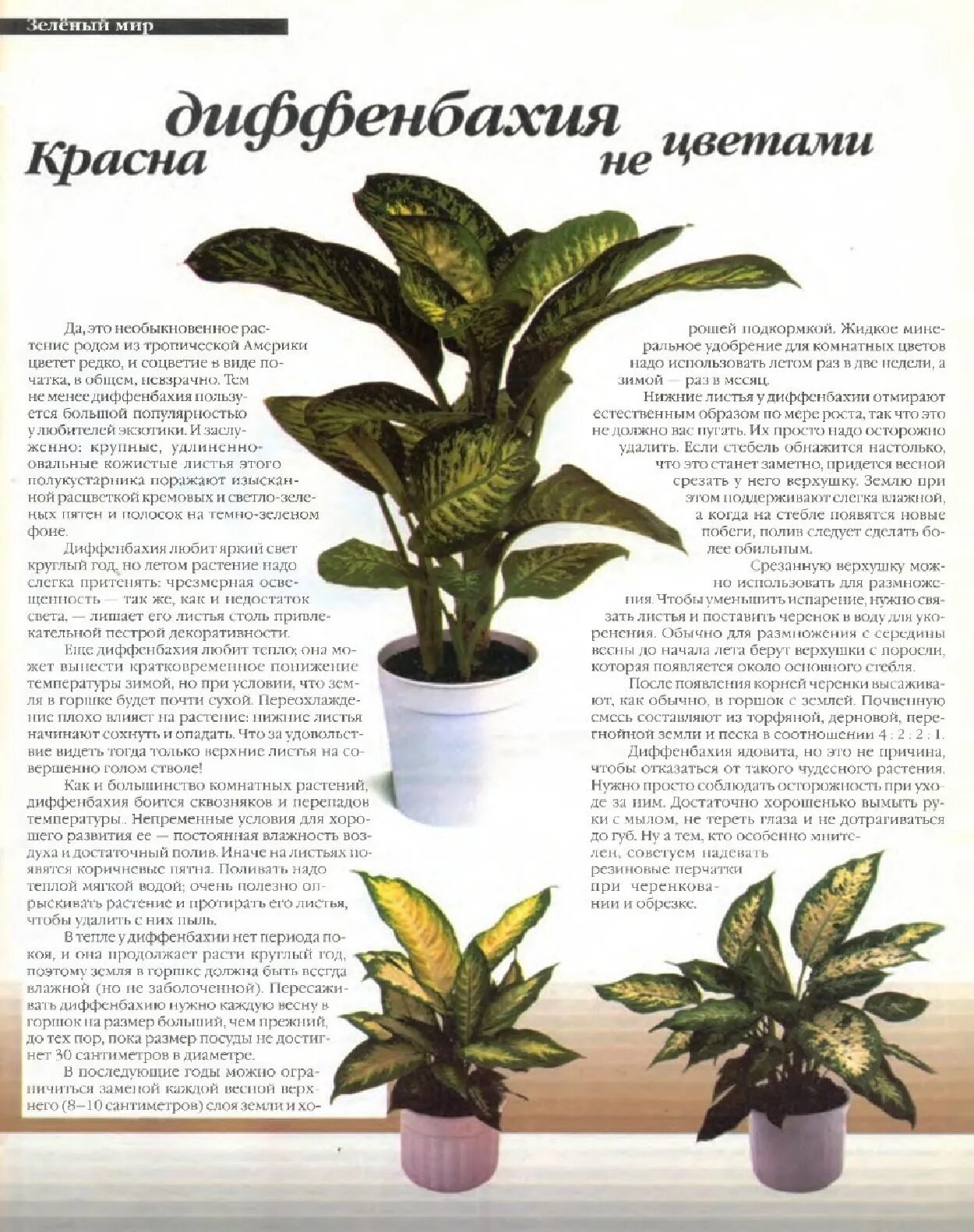 Диффенбахия какой грунт. Диффенбахия родина. диффенбахия максимальная высота. диффенбахия цветок описание. диффенбахия виды с описанием.