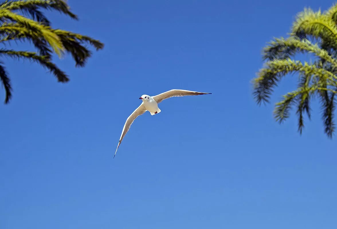 Полет чайки сочи. Я чайка полет нормальный. Полет чайки 4 сочи. Бутик отель полёт чайки сочи. Отель чайка сочи.