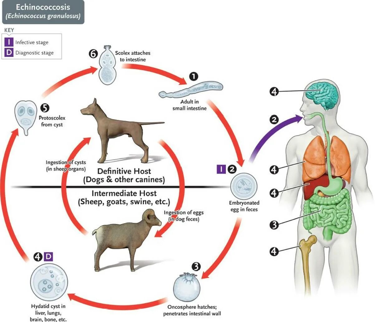 Чем опасен эхинококк для человека. Echinococcus granulosus Life Cycle. Эхинококкоз цикл. Эхинококкоз жизненный цикл. Эхинококкоз цикл развития.