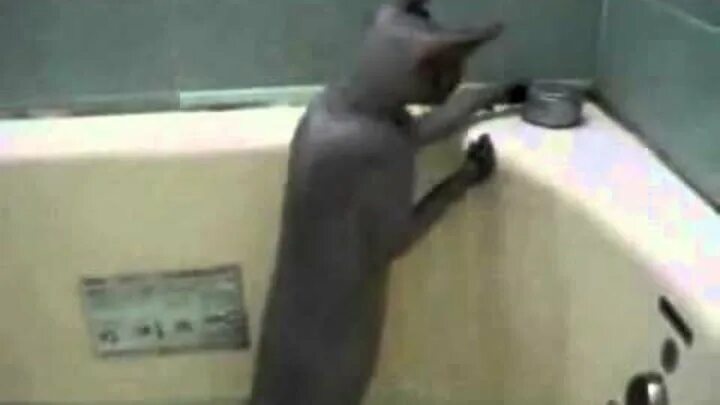 Котик купается в ванной гифки. Кошка купается с матом. Рыжая кошечка купается в ванной. Черный кот моется в ванне. Видео коты в ванне