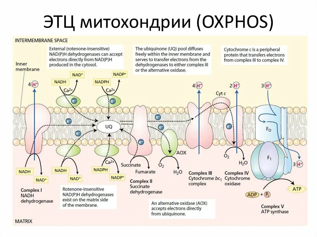 Белки переносчики электронов. Дыхательная цепь переноса электронов. Механизм окислительного фосфорилирования в дыхательной цепи. Дыхательная цепь митохондрий. Комплексы электрон транспортной цепи.
