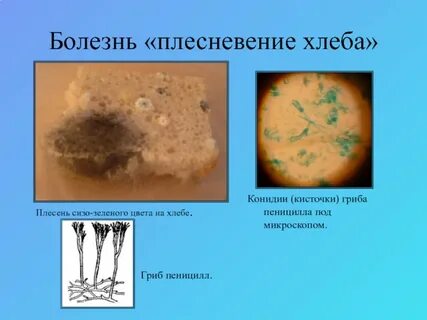 Болезни хлеба