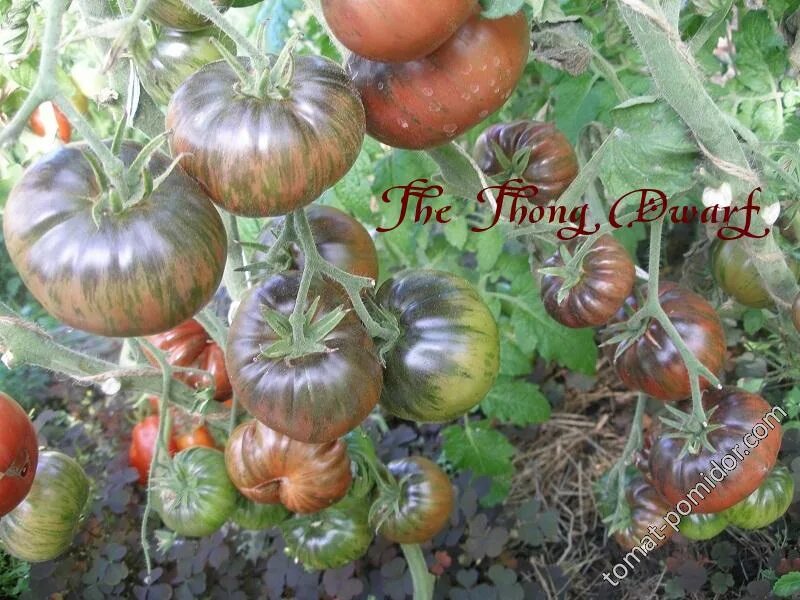 Томат гном стринги мязина. Томат теннесси сюит. Томат гном теннесси. Томат гном стринги. Томат гном стринги мязина.