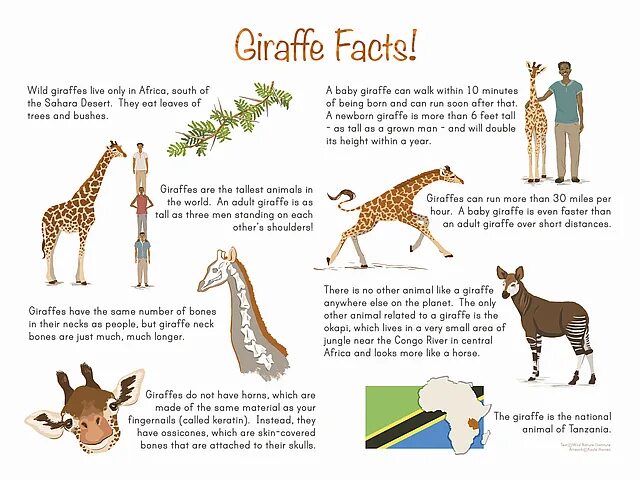 Pros cons of keeping wild animals