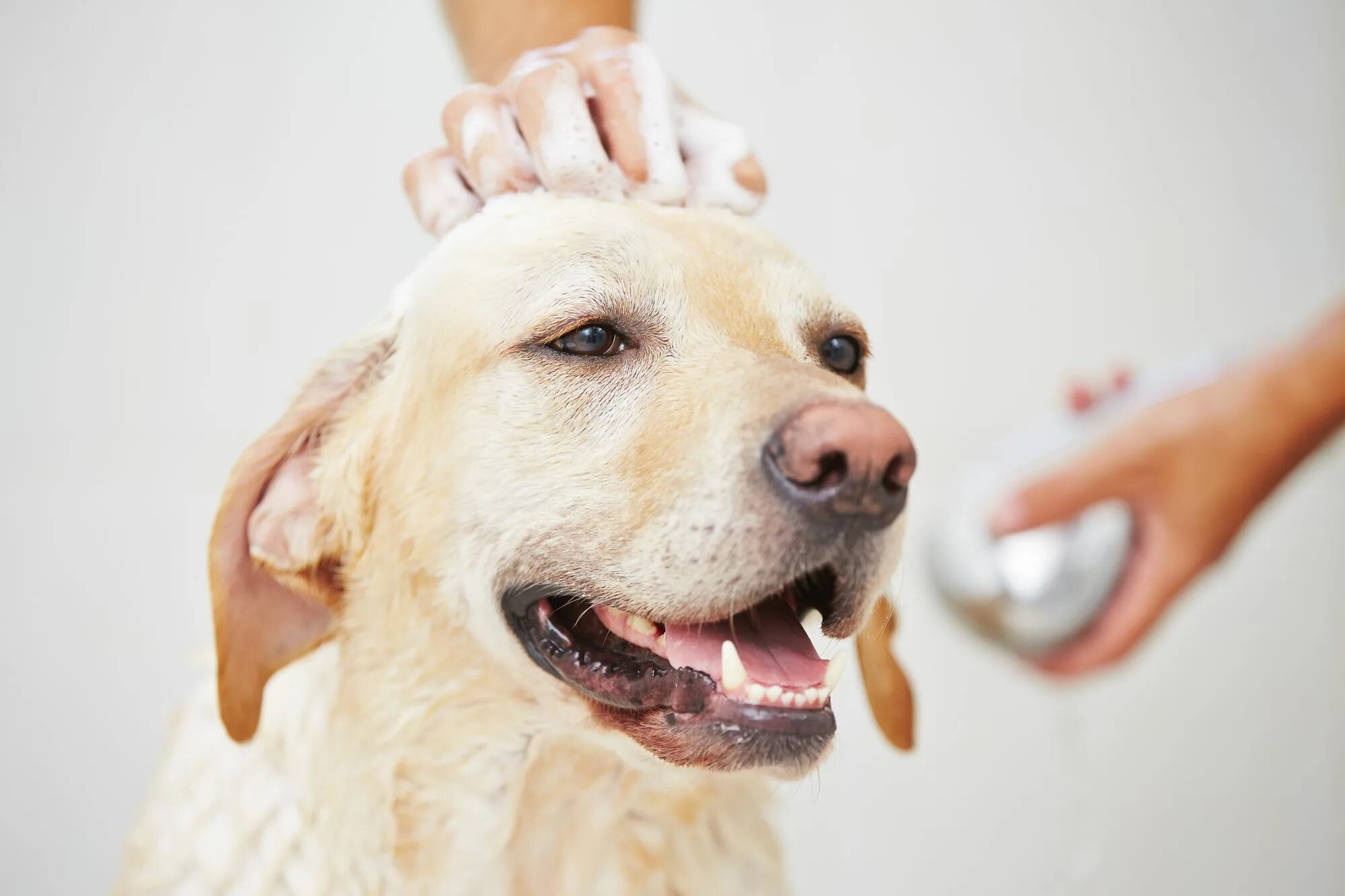 Jack wash the dog. Счастливая собака. Мытье собаки. Чистая собака. Собака моется.