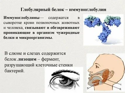 Белок относится к нерегулярным биополимерам