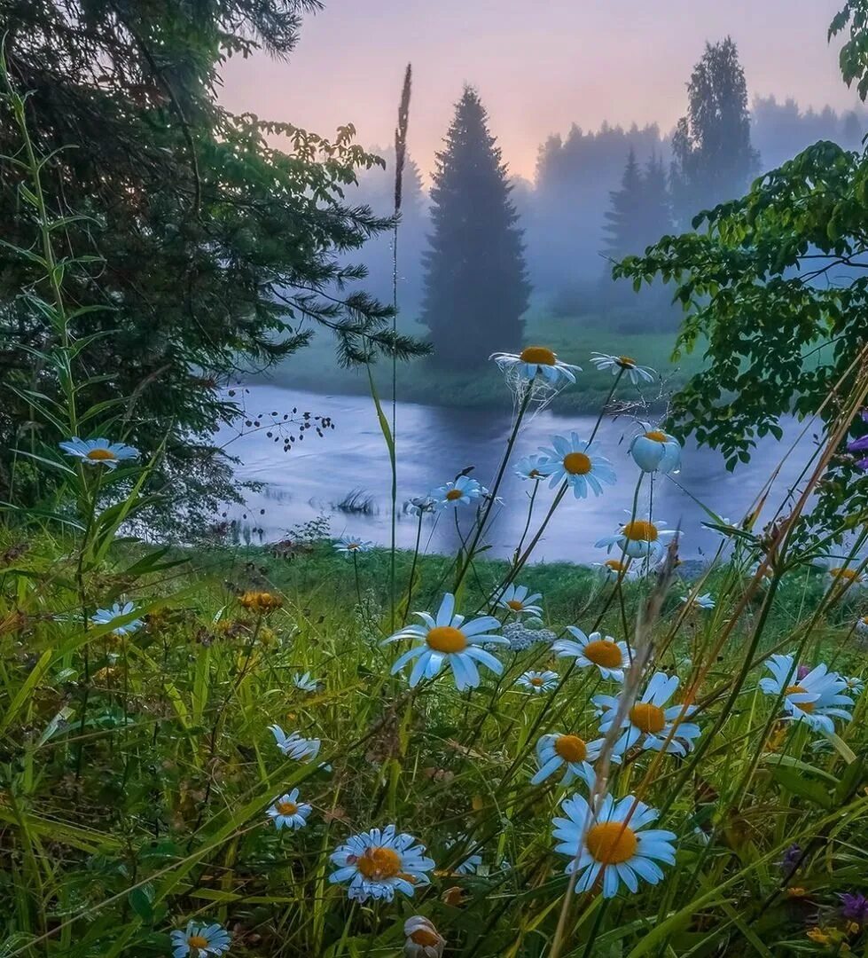 Утро лето природа. Летняя природа. утренние пейзажи лето. доброе утро природа. сказочное летнее утро.