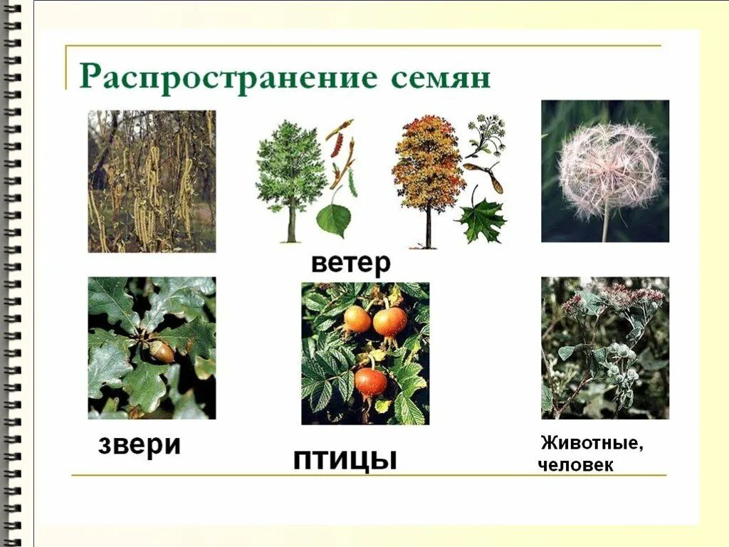 Распространение плодов окружающий мир 3 класс. Распространение семян ветром. способы распространения семян растений. растения которые размножаются с помощью ветра. распространение семян с помощью ветра.