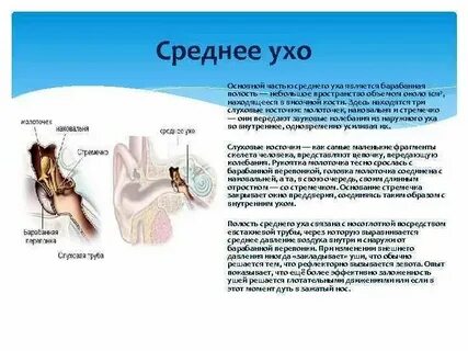 Какое значение имеет ухо