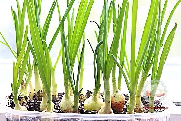 лук дома в воде