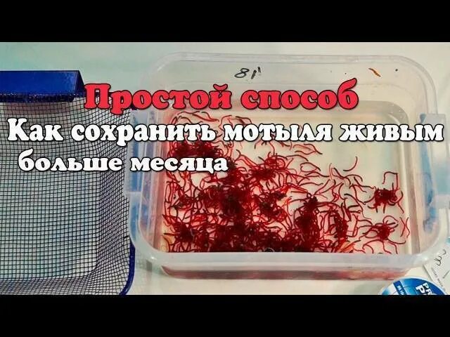 Сохранить мотыля для рыбалки в домашних условиях. Хранение мотыля в домашних.