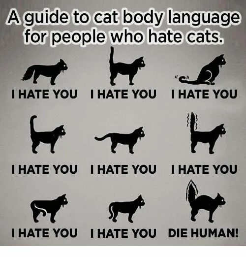 Hate language. I hate people кот. i hate cats. язык тела кошек. i hate people картинка.