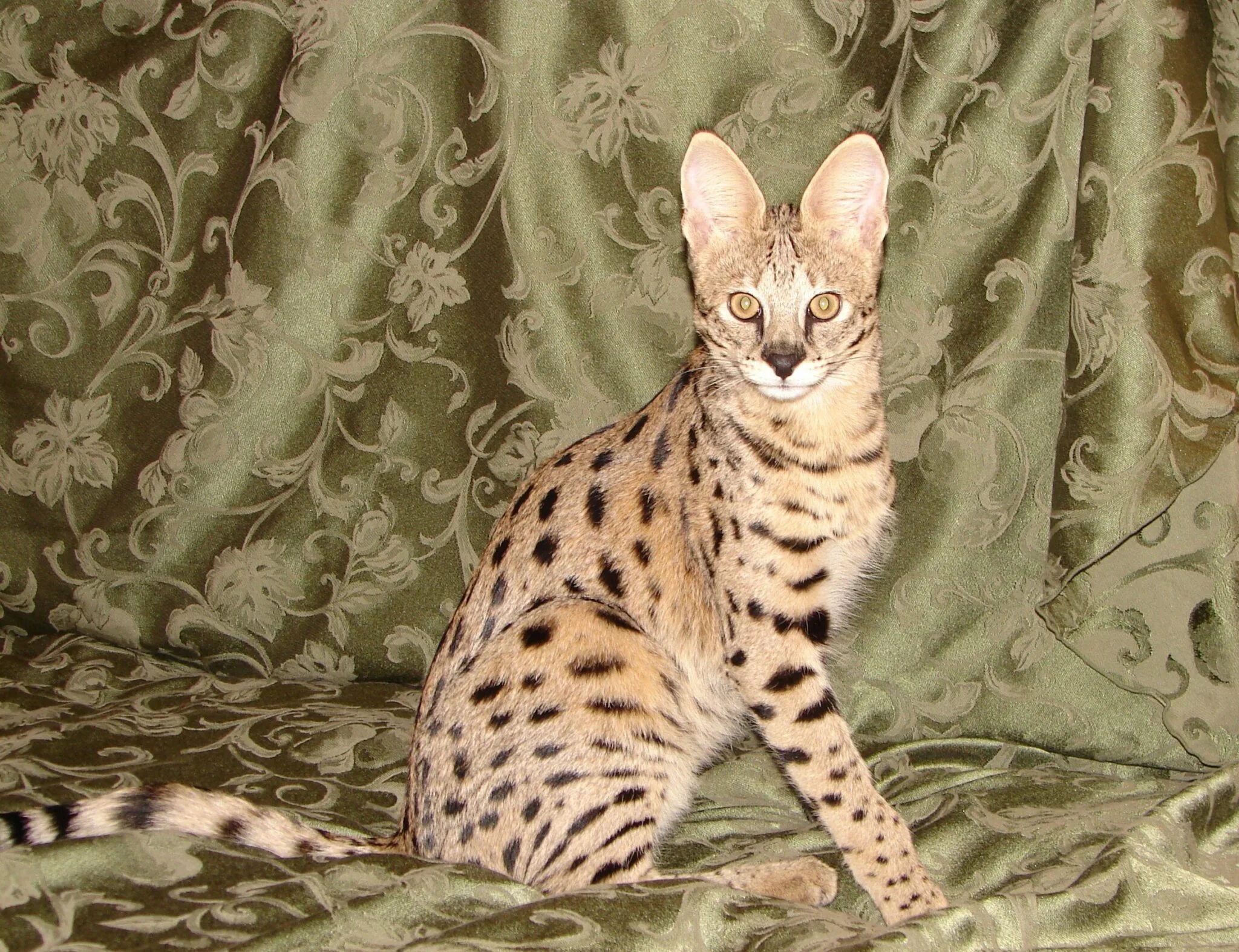 Высокие кошки. Бенгальская Саванна кошка. Сервал Саванна бенгал Ашера. Мейн кун Ашера. Абиссинская Саванна кошка.