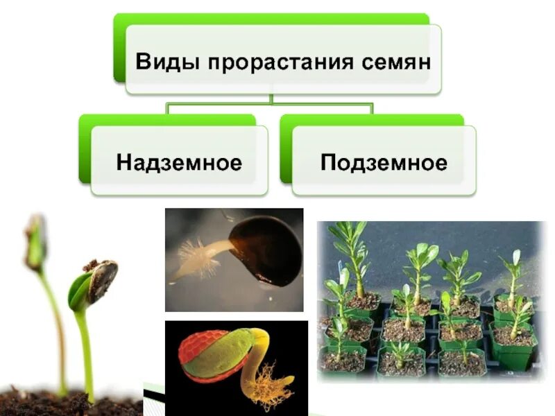 Рост движение и развитие растений. Надземное и подземное прорастание семян. Стадии роста растений. Примеры развития растений. Эмбриональный этап у растений.