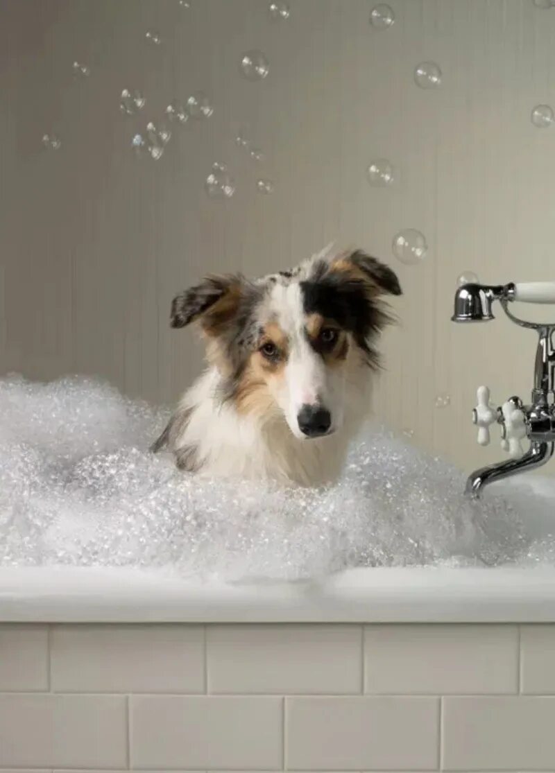 Dog bathing