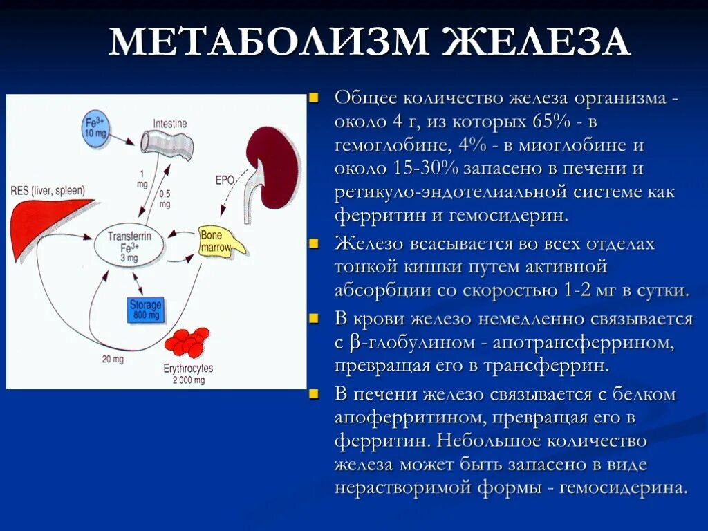 Обмен железа в печени