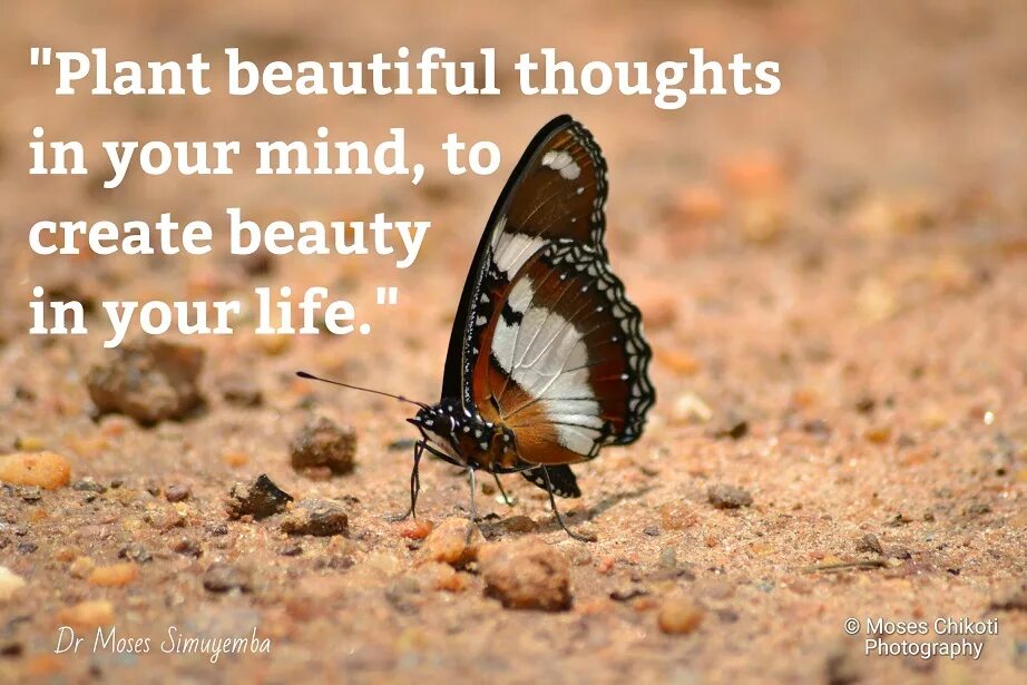 Beautiful thoughts. Beautiful thoughts