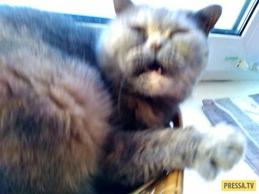 Смазанные коты. Кот размазанный смешной. размазанная кошка. смешные размытые коты.