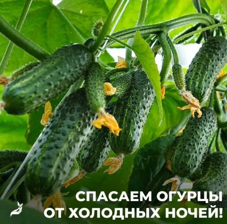 Семена огурцов фирмы манул. Огурец ланкастер f1. Секрет огурцов. Огурец степка f1 10 шт ранн (аэлита). Огурец бабушкин секрет аэлита семена.