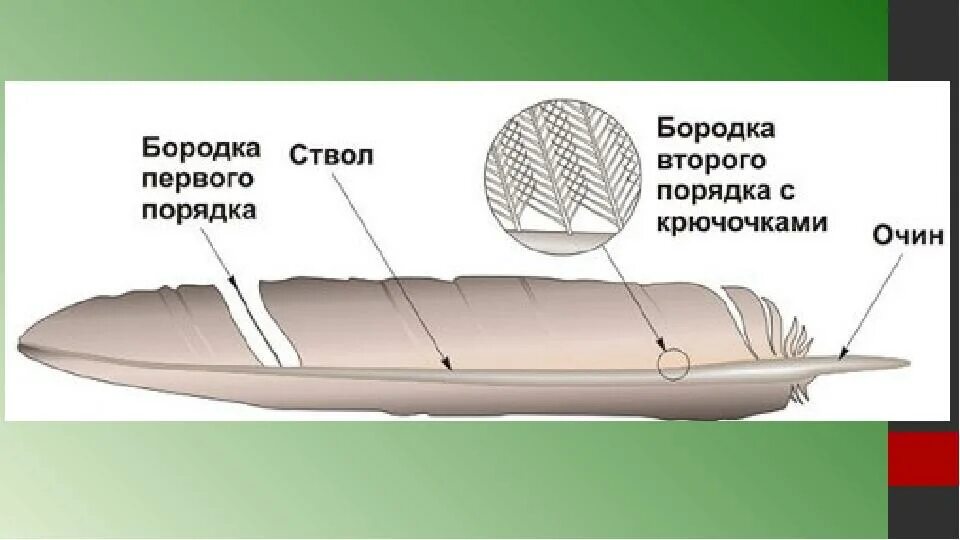 Строение контурроениного перо птицые. Строение контурного пера птицы. Схема строения опахала контурного пера. Схема строения опахала пера птицы. Как называется нижняя часть стержня пера