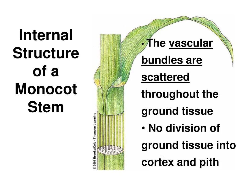 Internal root. Structure of monocot stem. internal structure of the root. the internal structure of the plant stem. vascular bundle.