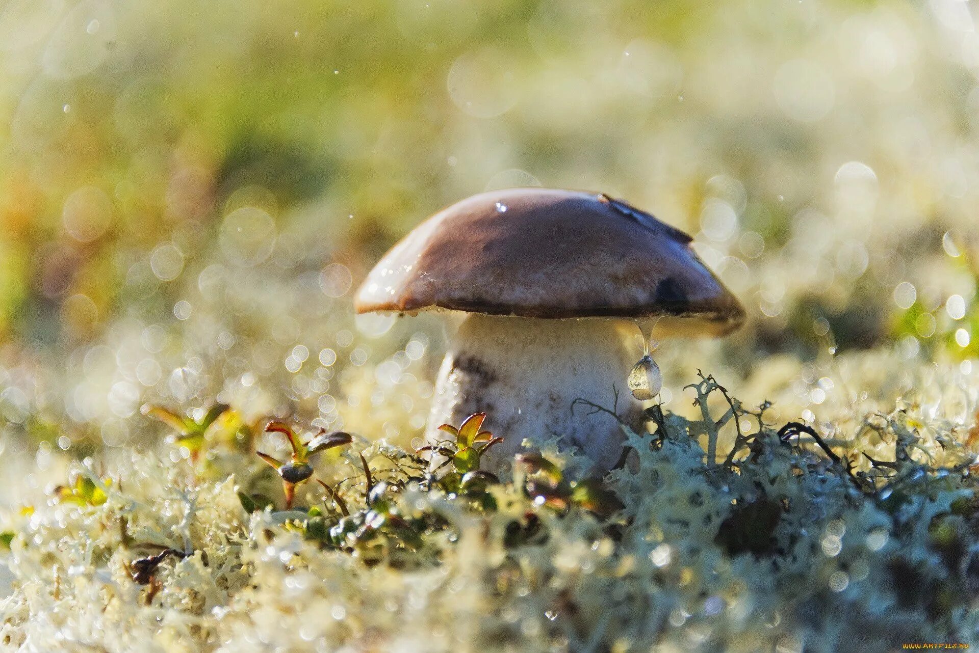 Дождя больше грибов. Грибы после дождя. Грибной дождик. Красивые грибы. Дождь грибы.
