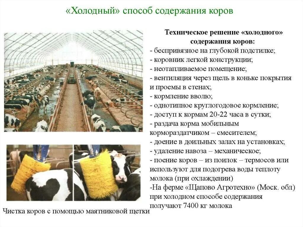 Способы содержания животных. Системы и способы содержания крс. технология беспривязного содержания коров. системы и способы содержания молочных коров. методы содержания крс.