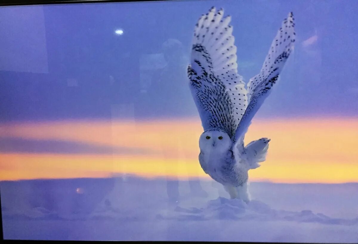 Филин арт. Год филина по славянскому календарю. Белый филин славянский тотем. Белый филин по славянскому. Белый филин гороскоп.