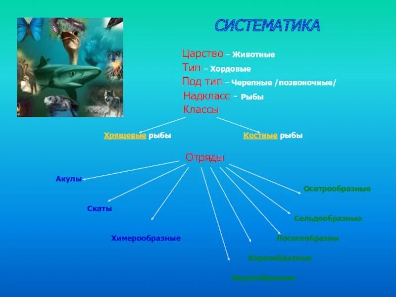 Систематика животных. Типы царства животные. Царство животных Тип Хордовые. Систематика царство животные Тип Хордовые.