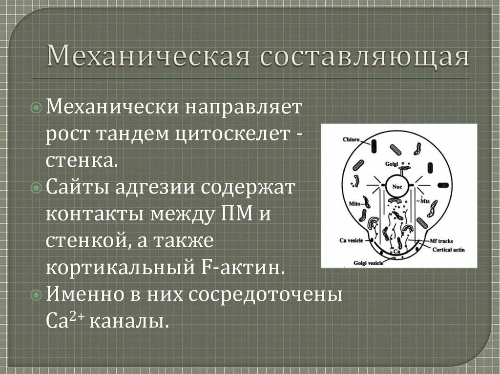 Того что именно эта составляющая. Поляризация зигота фукуса. Механическая составляющая это.