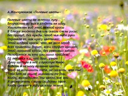 Полевых цветов текст матушка