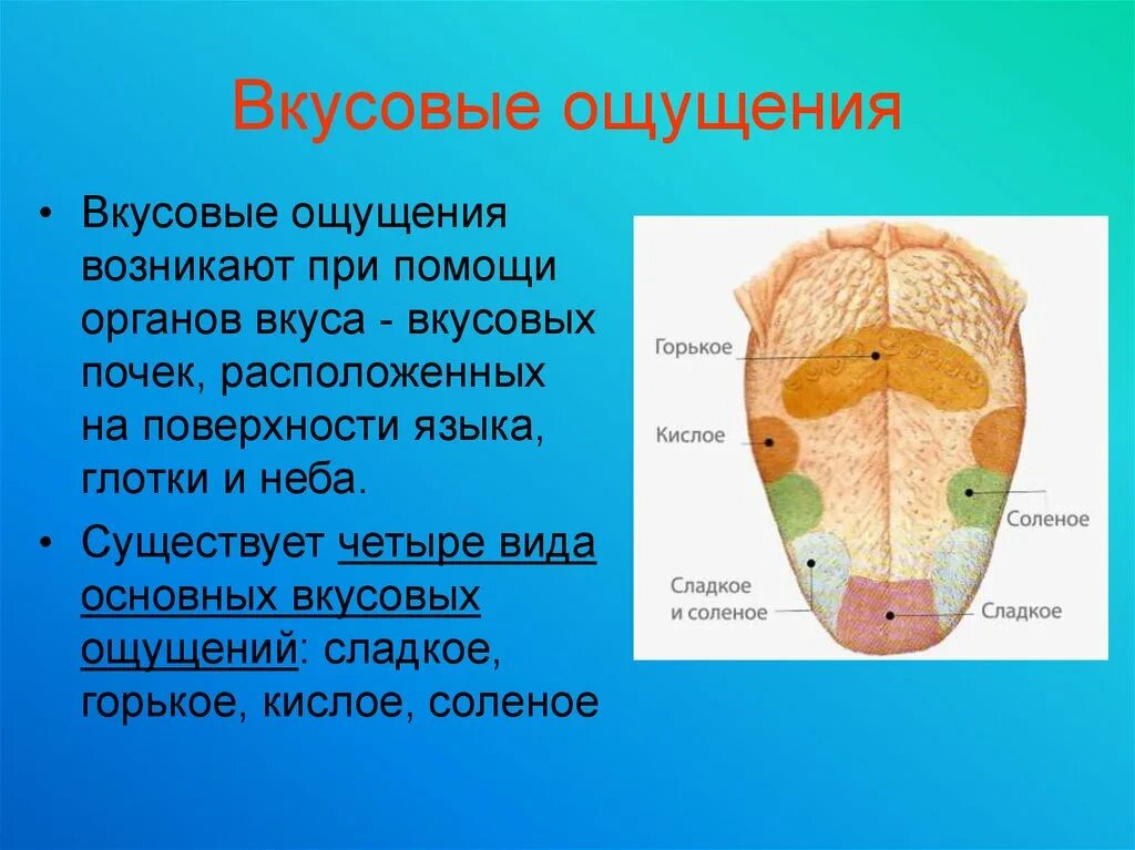 Рецепторы вкусовых ощущений. Вкусовые ощущения. вкусовые ощущения на языке. вкусовые ощущения человека. характеристика вкусовых ощущений.
