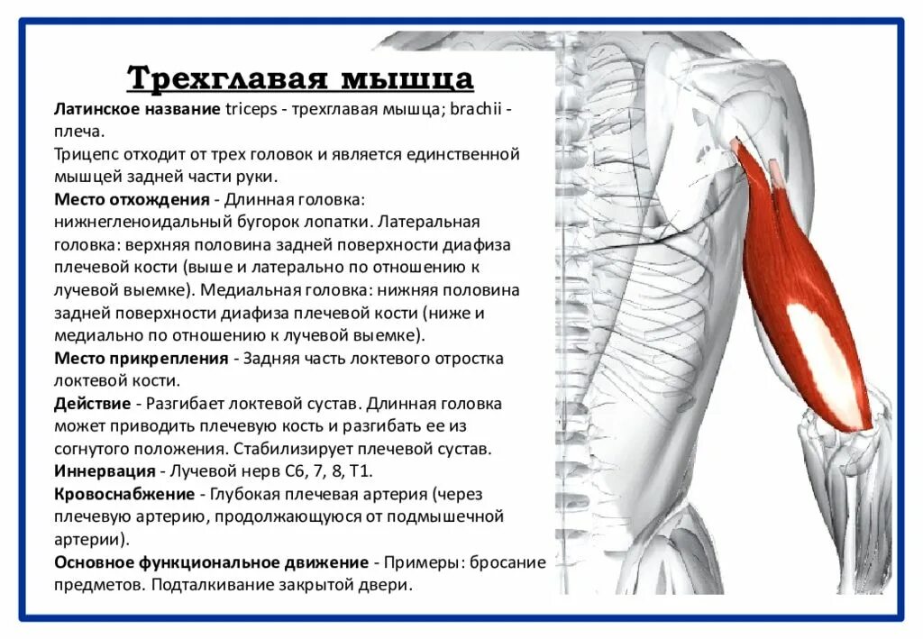 Трицепс мышца. Прикрепление трехглавой мышцы плеча. Трицепс мышца крепление. Длинная головка трехглавой мышцы функции. Трицепс начало и прикрепление.