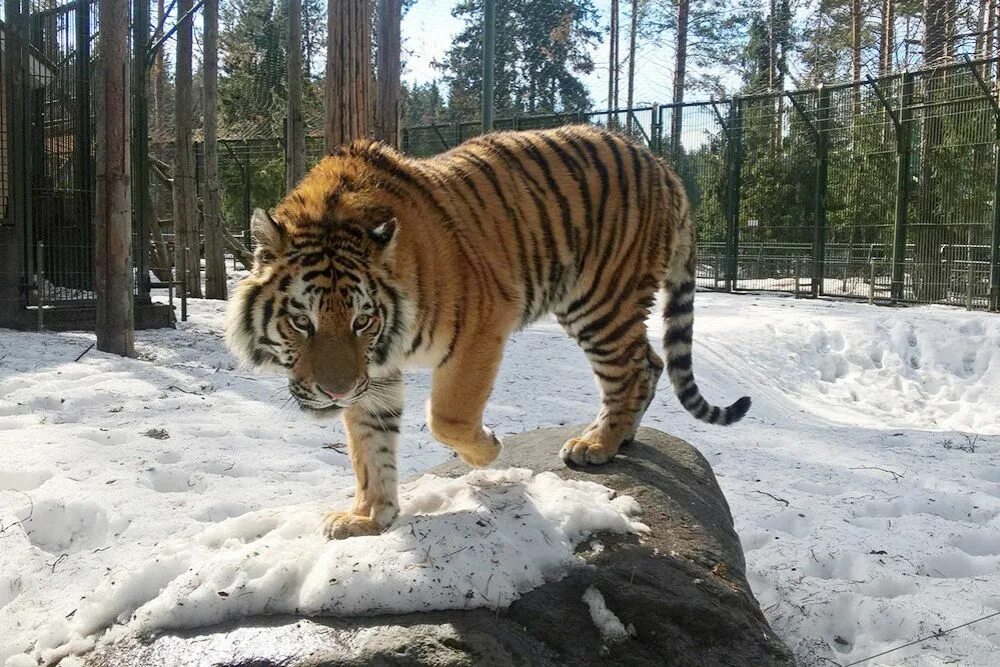 Тигр живут в зоопарке. Зоопарк в Великом Устюге. Великий Устюг зоопарк тигр. Зоосад Деда Мороза Великий Устюг.