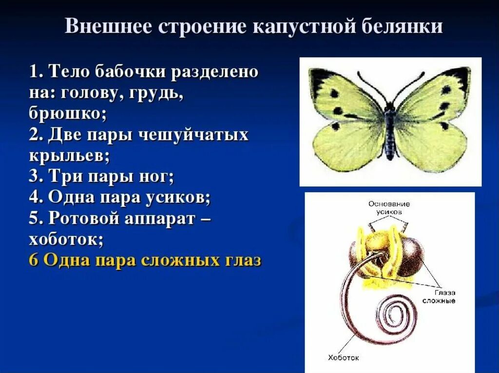 Ротовой аппарат имаго капустной белянки. Бабочка капустная Белянка. Внешнее строение бабочки капустной белянки. Внешнее и внутреннее строение чешуекрылых. Капустная Белянка строение.