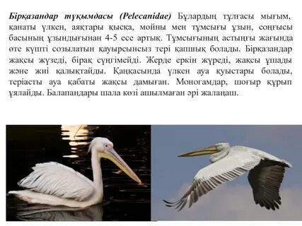 Порнодағы сексуалды бөкселер