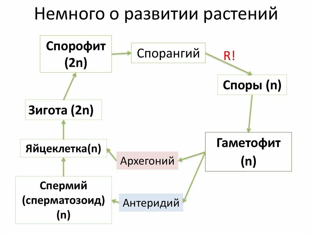 Гаметофит имеет набор хромосом. Чередование поколений спорофита и гаметофита. Схема соотношение гаметофита и спорофита. Соотношение спорофита и гаметофита у растений. Схема поколений растений.