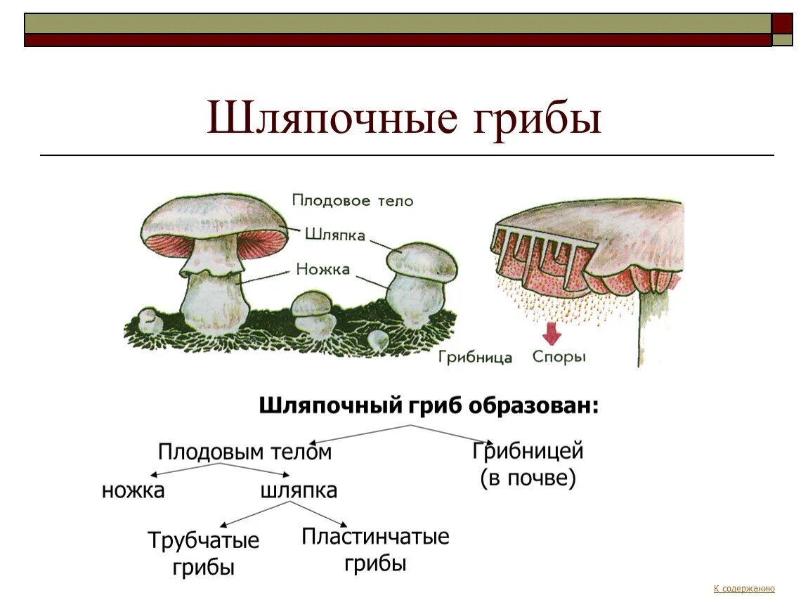 Какие грибы называют шляпочными 7 класс. Строение шляпочного гриба строение. Анатомия шляпочных грибов. Строение шляпочного гриба 5. Царство грибов Шляпочные.