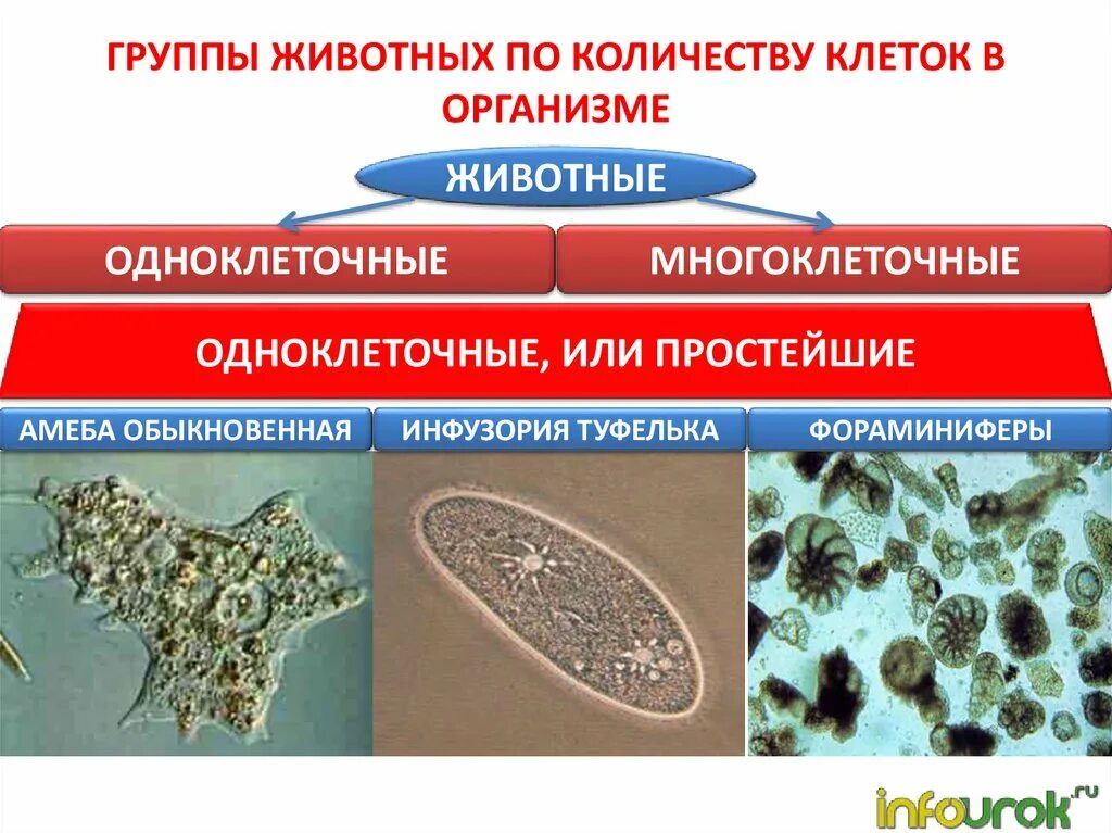 Одноклеточные организмы. Одноклеточные и многоклеточные животные. Одноклеточные и многоклеточные организмы. Одноклеточные организмы и многоклеточные организмы.