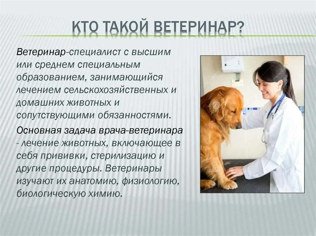 Какого работать ветеринаром. Сообщение о ветеринаре. Профессия ветеринар. Профессия ветеринар описание. Сообщение о профессии ветеринар.