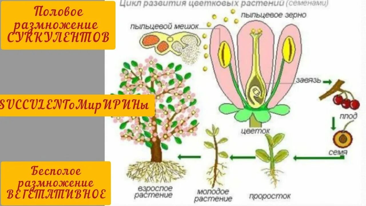 Пример размножения у цветковых растений. Размножение цветкового растения схема. Схема развития покрытосеменных растений. Половое размножение цветковых растений схема. Размножение цветковых растений схема.