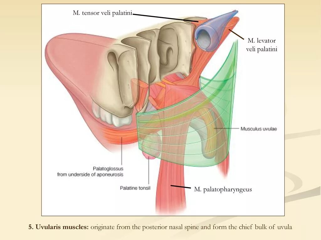 Google tensor 3. Tensor veli palatini мышца. m tensor veli palatini иннервация. musculus levator veli palatini иннервация.