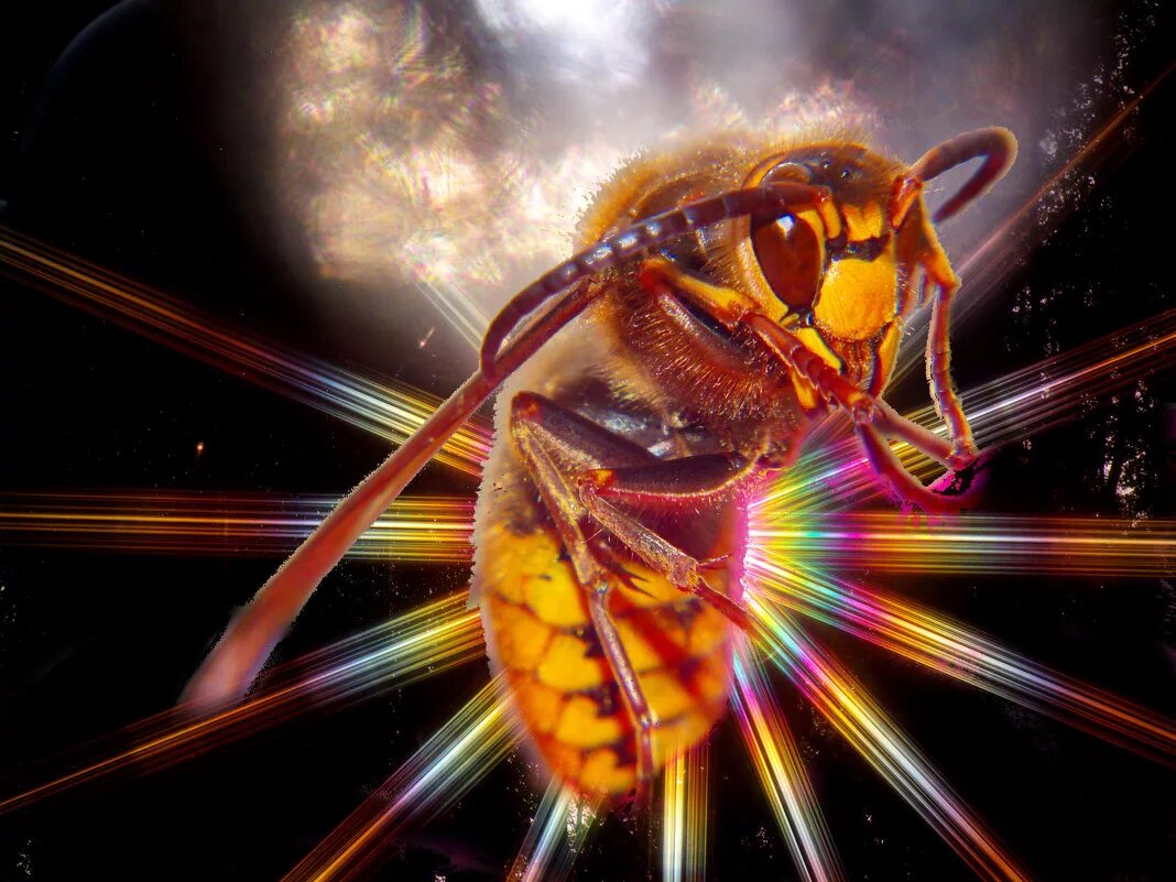 славянский календарь жалящий шершень. год шершня по славянскому календарю. славянский гороскоп по годам. год шершня по славянскому календарю. год жалящего шершня по славянскому календарю.